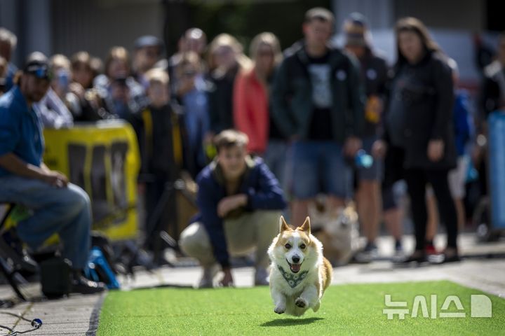 [빌뉴스=AP/뉴시스] 23일(현지 시간) 리투아니아 빌뉴스에서 '2025 국제 코기 레이스'가 열려 한 참가견이 열심히 달리고 있다. 2025.08.25.