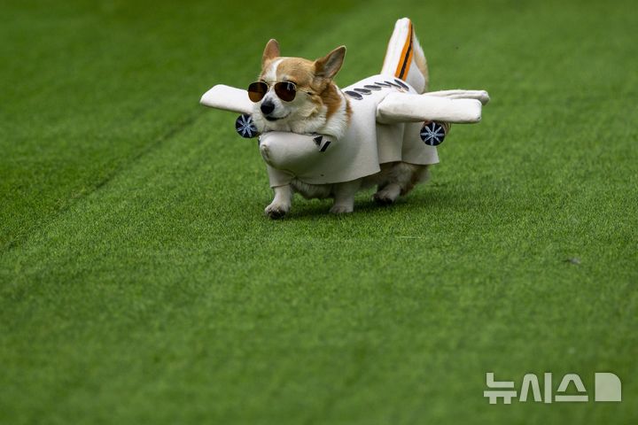 [빌뉴스=AP/뉴시스] 23일(현지 시간) 리투아니아 빌뉴스에서 열린 '2025 국제 코기 레이스' 패션쇼 부문에 참가한 강아지가 의상을 선보이고 있다. 2025.08.25.