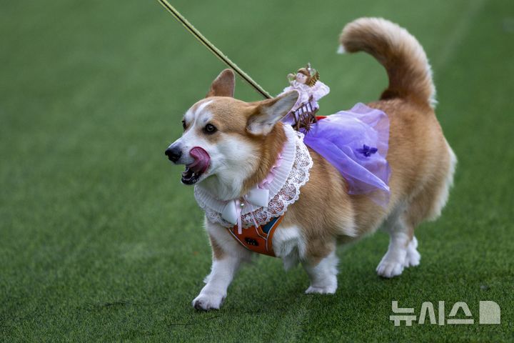 [빌뉴스=AP/뉴시스] 23일(현지 시간) 리투아니아 빌뉴스에서 열린 '2025 국제 코기 레이스' 패션쇼 부문에 참가한 강아지가 의상을 선보이고 있다. 2025.08.25.