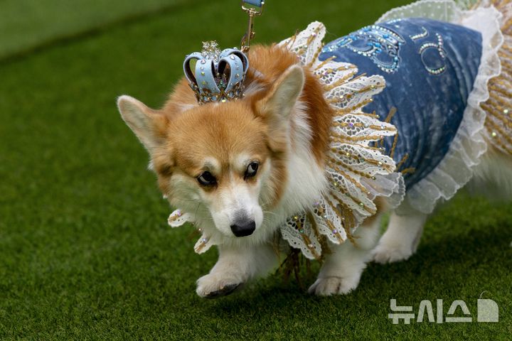 [빌뉴스=AP/뉴시스] 23일(현지 시간) 리투아니아 빌뉴스에서 열린 '2025 국제 코기 레이스' 패션쇼 부문에 참가한 강아지가 의상을 선보이고 있다. 2025.08.25.