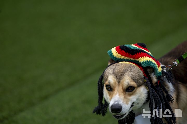 [빌뉴스=AP/뉴시스] 23일(현지 시간) 리투아니아 빌뉴스에서 열린 '2025 국제 코기 레이스' 패션쇼 부문에 참가한 강아지가 의상을 선보이고 있다. 2025.08.25.