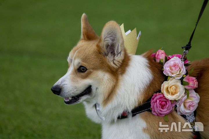 [빌뉴스=AP/뉴시스] 23일(현지 시간) 리투아니아 빌뉴스에서 열린 '2025 국제 코기 레이스' 패션쇼 부문에 참가한 강아지가 의상을 선보이고 있다. 2025.08.25.