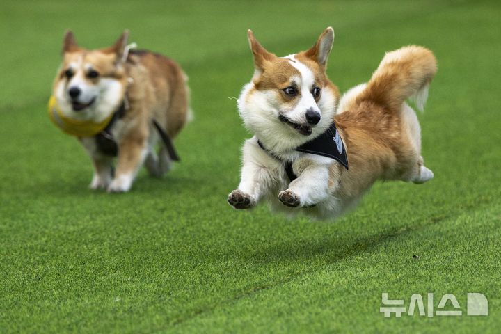 [빌뉴스=AP/뉴시스] 23일(현지 시간) 리투아니아 빌뉴스에서 '2025 국제 코기 레이스'가 열려 참가견들이 달리고 있다. 2025.08.25.