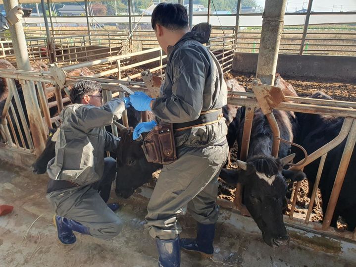 경남도 공수의사 구제역 예방 백신 접종.(자료사진=경남도 제공) *재판매 및 DB 금지