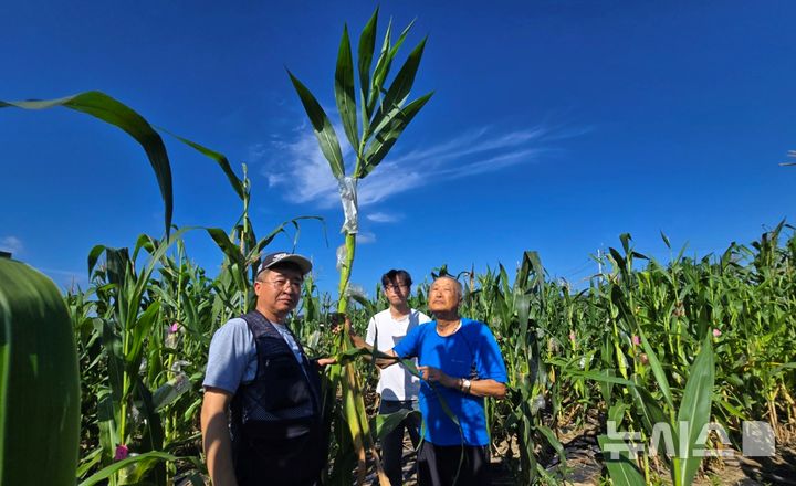 [포항=뉴시스] 송종욱 기자 = 김순권 한동대 석좌교수(국제옥수수재단 대표)가 16년의 연구 끝에 기후 위기 시대의 해법이 될 혁신적인 옥수수인 'bm3+leafy 하이브리드 옥수수' 개발에 성공했다. 사진은 김 박사(오른쪽) 등이 육종 성공한 청하면 국제옥수수재단 포장의 'bm3+Leafy 옥수수' 앞에서 기념 촬영하는 모습. (사진=한동대 제공) 2025.08.24. photo@newsis.com