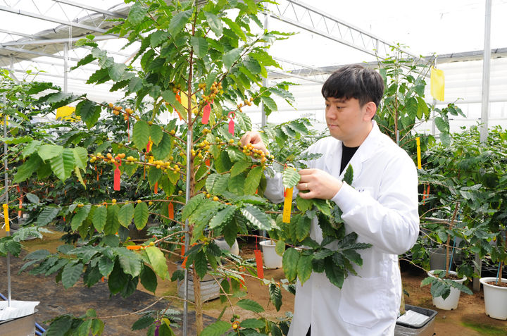 [무안=뉴시스] 전남농업기술원 차산업연구소에서 연구원이 커피 나무를 살펴보고 있다. (자료사진 제공 = 전남농업기술원). 2025.08.25. photo@newsis.com *재판매 및 DB 금지