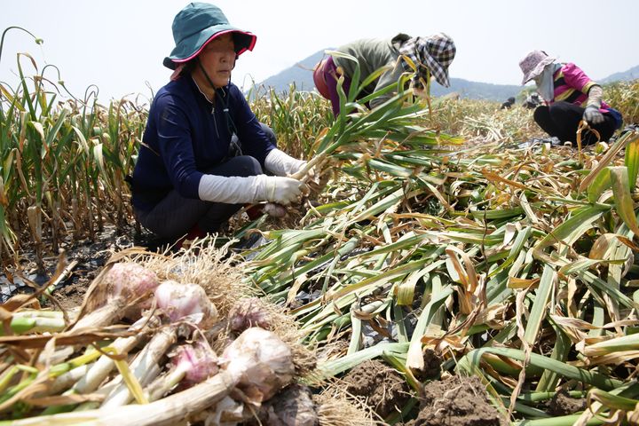 [세종=뉴시스] 사진은 마늘 농가가 마늘을 수확하고 있는 모습. (사진=농촌진흥청 제공) 2025.08.25. photo@newsis.com *재판매 및 DB 금지