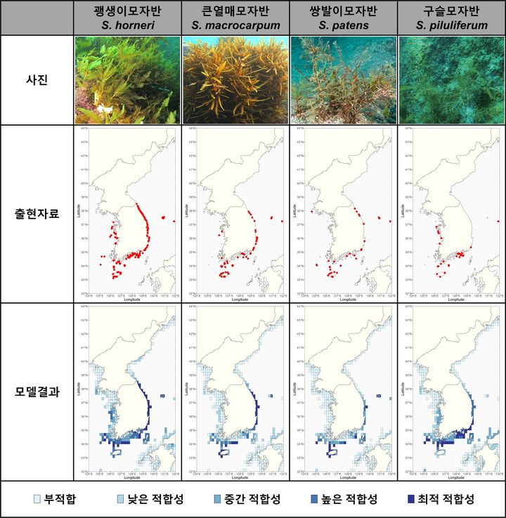 [부산=뉴시스] 모자반 종별 사진 및 출현 위치와 모델을 이용한 현재 적합 생육지 추정 결과 (사진=한국해양과학기술원 제공) 2025.08.25. photo@newsis.com *재판매 및 DB 금지