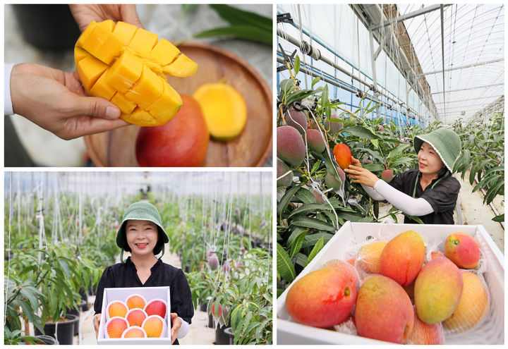 [임실=뉴시스] 임실지역 '애플망고' 재배농가. *재판매 및 DB 금지