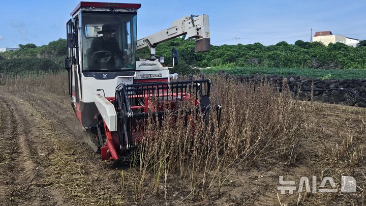 [제주=뉴시스] 제주도 농업기술원은 기계수확용으로 개발한 신품종 '하니올' 참깨를 콤바인으로 수확하면서 노동력을 대폭 절감하고 있다. (사진=제주도 제공) photo@newsis.com