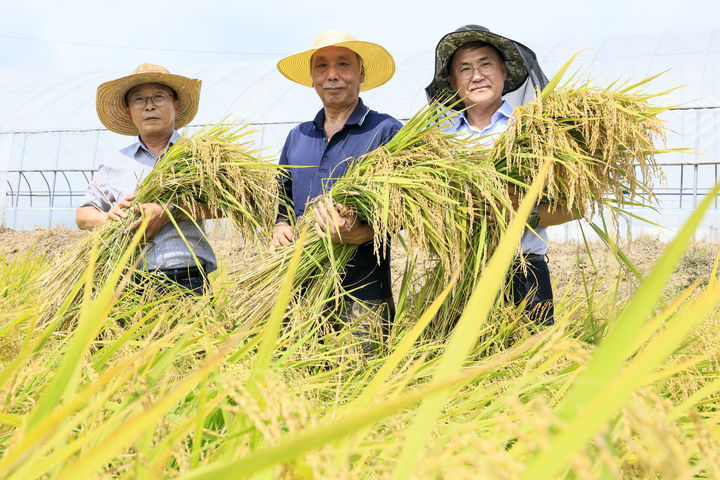 [화성=뉴시스]25일 정남면 음양리 우동학 이장의 논에서 진행된 벼 베기 행사 참가자들이 베어 낸 벼를 안고 기념촬영을 하고 있다.(사진=화성시 제공)2025.08.25.photo@newsis.com *재판매 및 DB 금지
