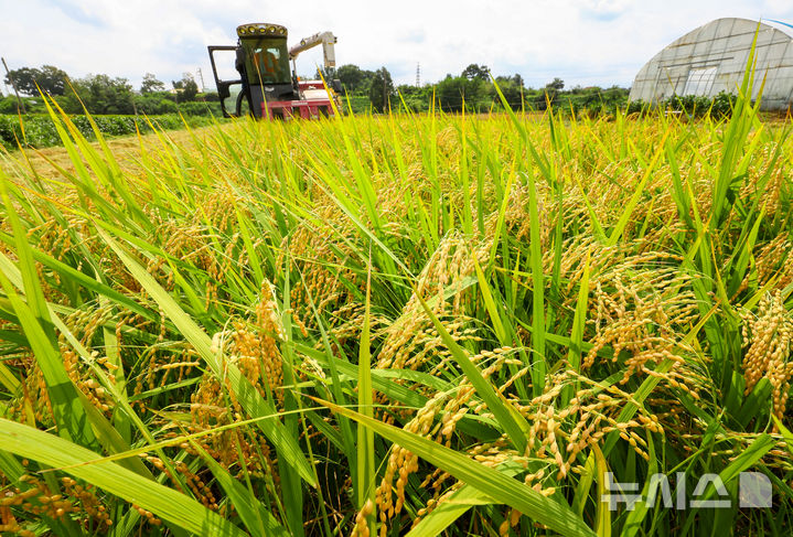 [화성=뉴시스] 황준선 기자 = 25일 경기 화성시 정남면의 한 논에서 열린 2025년 화성시 조생종 벼베기 행사에서 농부가 콤바인으로 벼를 수확하고 있다. 2025.08.25. hwang@newsis.com