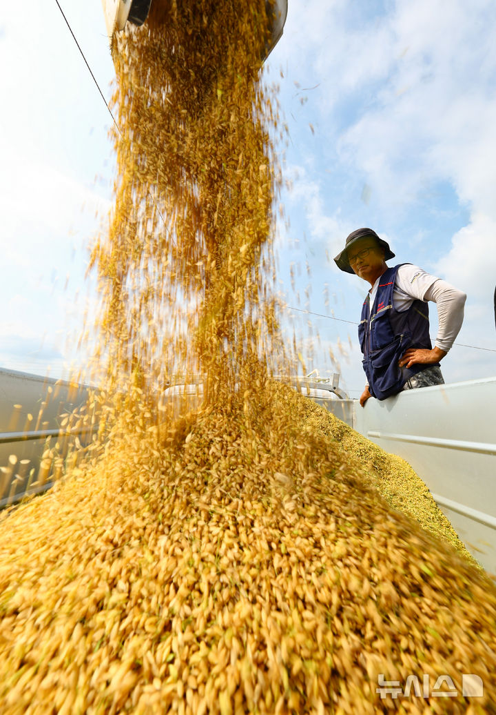 [화성=뉴시스] 황준선 기자 = 25일 경기 화성시 정남면의 한 논에서 열린 2025년 화성시 조생종 벼베기 행사에서 농부가 콤바인으로 수확한 벼를 옮겨담고 있다. 2025.08.25. hwang@newsis.com