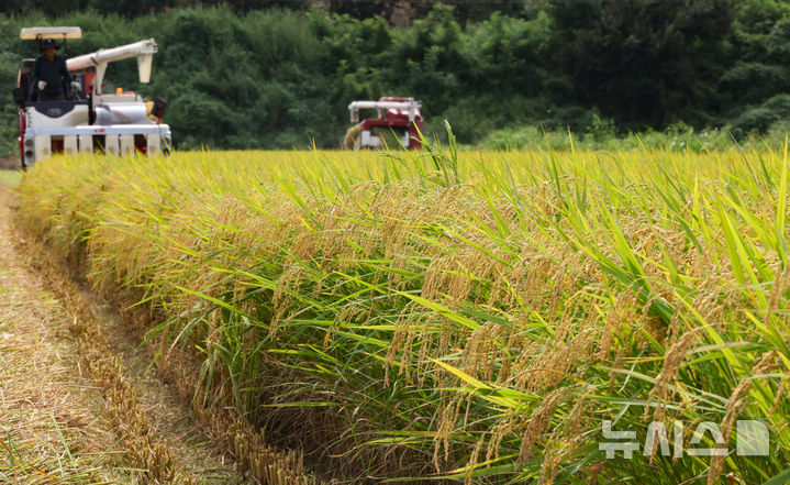 [화성=뉴시스] 황준선 기자 = 25일 경기 화성시 정남면의 한 논에서 열린 2025년 화성시 조생종 벼베기 행사에서 농부가 콤바인으로 벼를 수확하고 있다. 2025.08.25. hwang@newsis.com
