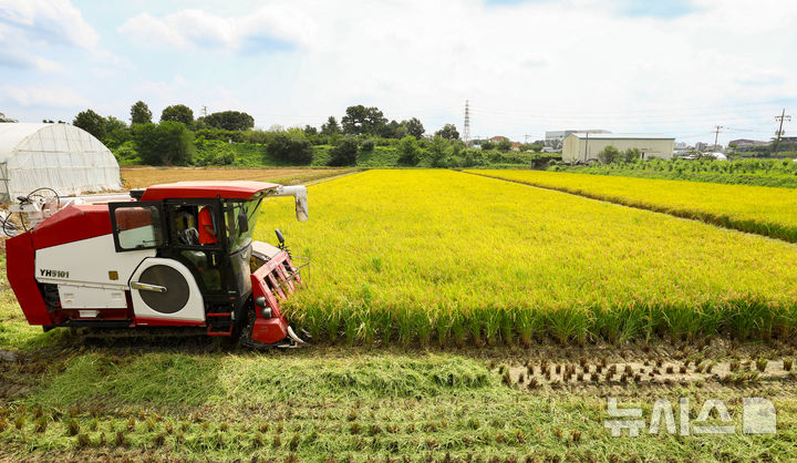 [화성=뉴시스] 황준선 기자 = 25일 경기 화성시 정남면의 한 논에서 열린 2025년 화성시 조생종 벼베기 행사에서 농부가 콤바인으로 벼를 수확하고 있다. 2025.08.25. hwang@newsis.com