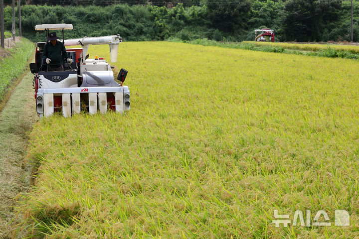 [화성=뉴시스] 황준선 기자 = 25일 경기 화성시 정남면의 한 논에서 열린 2025년 화성시 조생종 벼베기 행사에서 농부가 콤바인으로 벼를 수확하고 있다. 2025.08.25. hwang@newsis.com