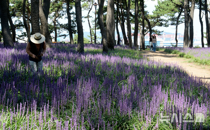 [울산=뉴시스] 배병수 기자 = 울산 전역에 폭염주의보가 내려진 25일 울산 동구 대왕암공원 일원에 보랏빛 맥문동이 활짝 펴 있다. 2025.08.25. bbs@newsis.com.