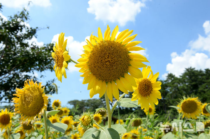 [울산=뉴시스] 배병수 기자 = 울산 전역에 폭염주의보가 내려진 25일 울산 동구 슬도 초화단지 일원에 해바라기가 활짝 펴 있다. 2025.08.25. bbs@newsis.com.