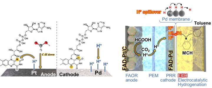 [울산=뉴시스] 구미현 기자 = 생체 조효소 FAD를 활용한 저전압 수소 생산·저장 원리를 나타낸 연구그림 (UNIST 제공) photo@newsis.com *재판매 및 DB 금지