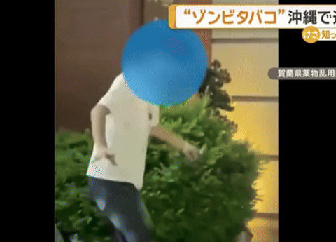 [뉴시스] 좀비 담배 피운 후 몸을 가누지 못하는 사람들의 모습. 2025.08.26. (사진=일본 테레비 아사히 캡처) *재판매 및 DB 금지