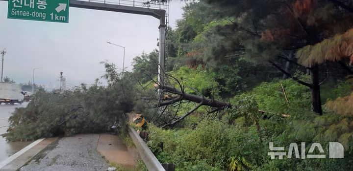 [의정부=뉴시스] 구리시 사노동 제1순환고속도로 나무쓰러짐 현장. (사진=경기도북부소방재난본부 제공) 2025.08.26 photo@newsis.com