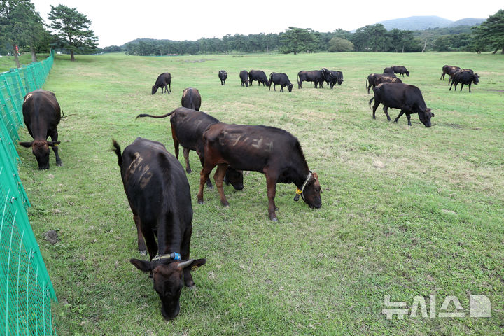 [제주=뉴시스] 제주마 방목지에서 방목하는 제주흑우. (사진=제주도 제공) photo@newsis.com