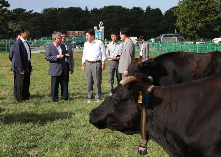 [제주=뉴시스] 오영훈 제주도지사는 25일 오후 제주마 방목지에서 사육하고 있는 제주흑우를 둘러보고 있다. (사진=제주도 제공) 2025.08.26. photo@newsis.com *재판매 및 DB 금지