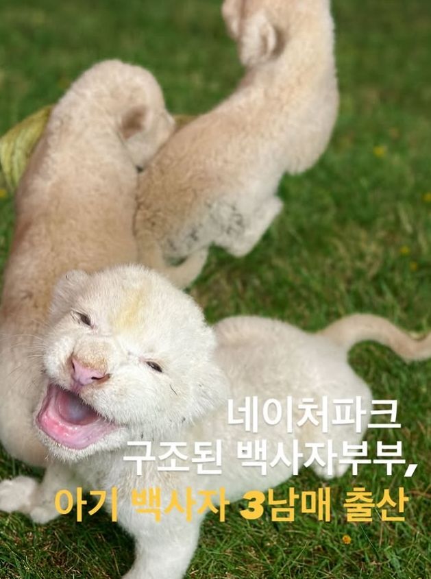 [뉴시스] 25일 대구 스파밸리 네이처파크에서 보호 중인 백사자 레아가 아기 사자 3마리를 출산했다. 2025.08.26. (사진=네이처파크 인스타그램 캡처). *재판매 및 DB 금지
