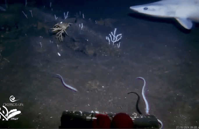 [뉴시스] 연구팀은 연구에서 약 30초 분량의 영상에서 비정상적인 색상을 띤 상어를 포착했다.(사진=The Fresno Bee) 2025.08.25. *재판매 및 DB 금지