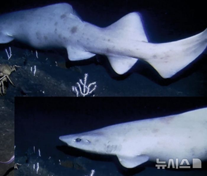 [뉴시스] 아조레스 제도에서 발견된 루시즘 가짜 고양이 상어.(사진=The Fresno Bee) 2025.08.25. 