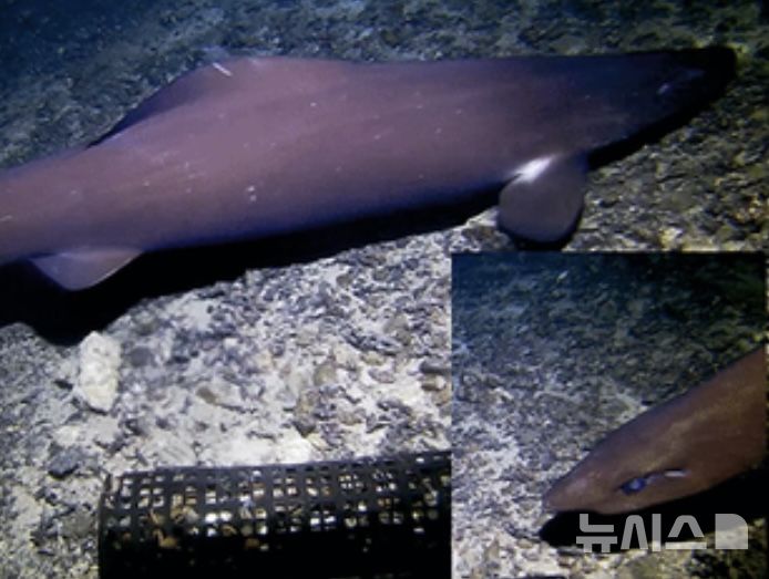 [뉴시스] 10월에 아조레스 재도 앞바다에서 목격된 정상적인 가짜 고양이상어(사진=The Fresno Bee) 2025.08.25. 