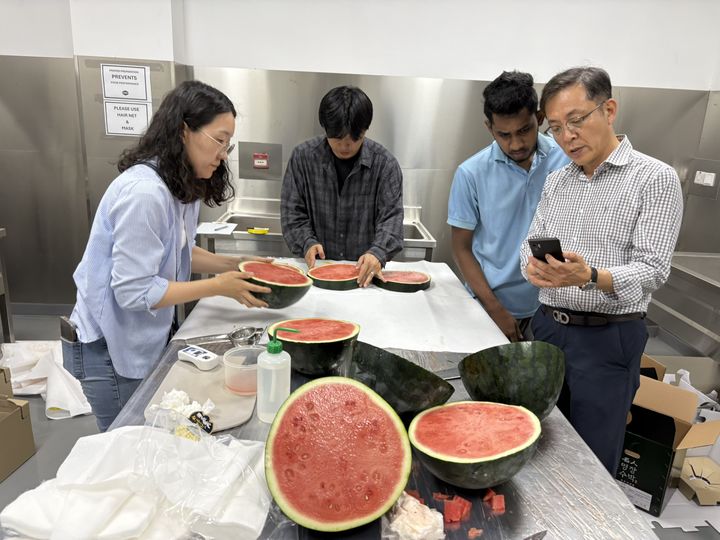 [세종=뉴시스] 농촌진흥청은 26일 온도와 공기 조성을 조절하는 '시에이(CA·Controlled Atmosphere) 선박 기술'을 적용해, 한 달간의 수송 기간에도 멜론과 수박을 신선한 상태로 두바이에 시범 수출했다고 밝혔다. 사진은 한국산 멜론과 수박이 두바이 현지에서 품질 및 선호도 조사가 이뤄지는 모습. (사진=농진청 제공) 2025.08.26. photo@newsis.com *재판매 및 DB 금지