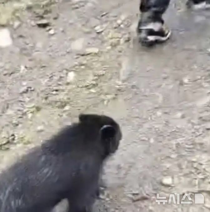 [뉴시스] 혼자 남겨진 새끼흑곰이 주민의 뒤를 졸졸 따라가고 있다.(사진=홍성신문)