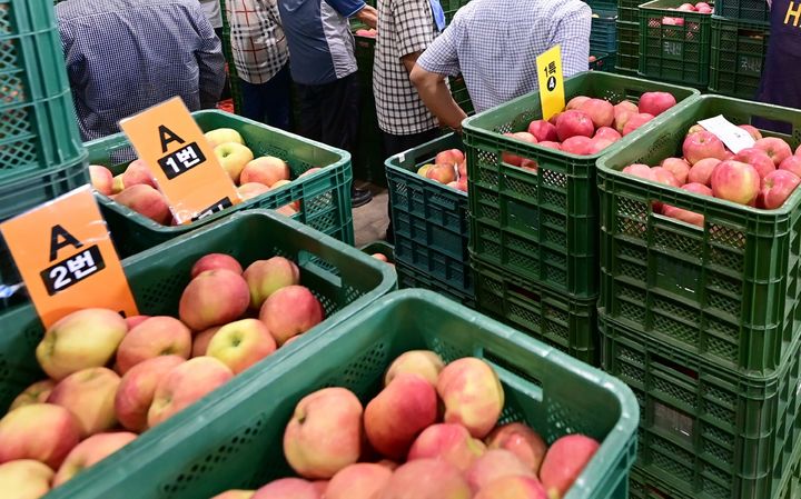  [청송=뉴시스] 청송군 농산물공판장에서 2025년산 사과가 경매를 기다리고 있다. (사진=청송군 제공) 2025.08.26. photo@newsis.com *재판매 및 DB 금지