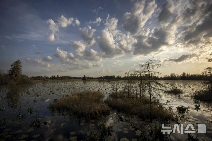 [조지아(미국)=AP/.뉴시스]유럽 국가들이 러시아의 침공 방어와 기후 변화 대응을 한꺼번에 해결하는 방안으로 동부 일대 습지 복원을 고려하고 있다고 외신이 보도했다. 사진은 2022년 3월30일 미국 조지아주 오케페노키 국립공원의 늪지대 모습. 2025.08.26.