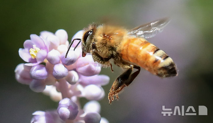 [서귀포=뉴시스] 우장호 기자 = 사진은 지난 8월 26일 오전 제주 서귀포시 남원읍 휴애리자연생활공원 내 피어난 보라빛 맥문동 꽃 위로 꿀벌이 날아와 먹이활동을 하고 있는 모습. 2025.08.26. woo1223@newsis.com