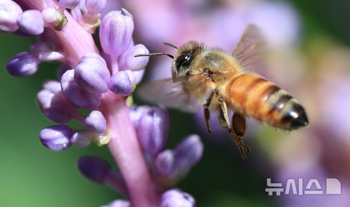 [서귀포=뉴시스] 우장호 기자 = 무더운 날씨를 보인 지난달 26일 오전 제주 서귀포시에 핀 보라빛 맥문동 꽃 위로 꿀벌이 날아와 먹이활동을 하고 있다. 해당 사진은 기사와 직접 관련이 없습니다. 2025.08.26. woo1223@newsis.com