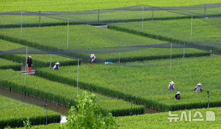 [대구=뉴시스] 이무열 기자 = 26일 대구 북구 학정동 경상북도농업기술원 시험재배 논밭에서 농민들이 벼 사이 자라고 있는 잡초를 제거하고 있다. 2025.08.26. lmy@newsis.com
