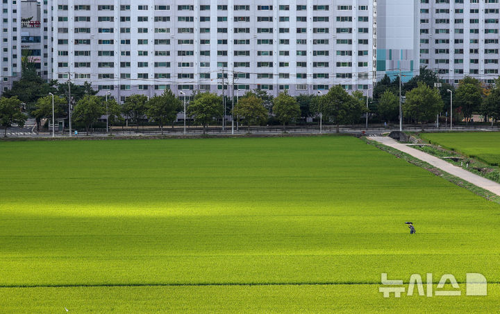 [대구=뉴시스] 이무열 기자 = 26일 대구 북구 학정동 들녘에서 한 농민이 익어가는 벼를 살펴보고 있다. 20205.08.26. lmy@newsis.com