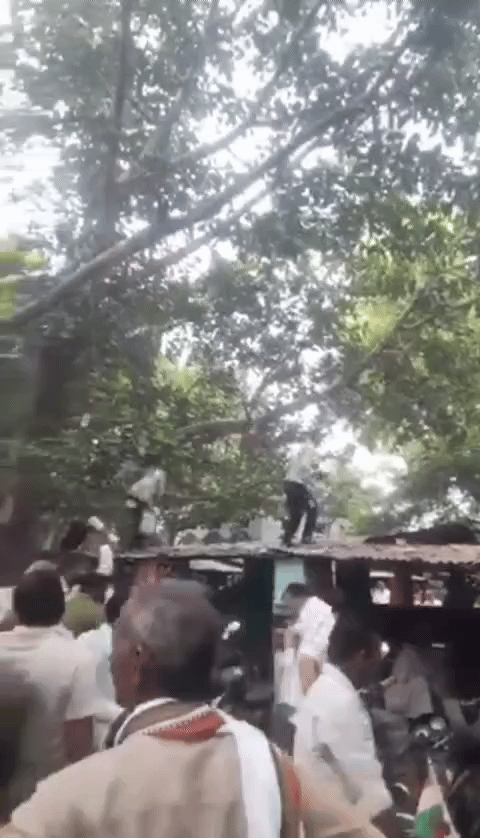 [뉴시스]인도에서 한 원숭이가 훔친 가방을 들고 나무 위로 올라가 현금을 뿌리는 일이 발생해 군중들이 몰려들었다.(사진=프리프레스저널) 2025.08.26 *재판매 및 DB 금지