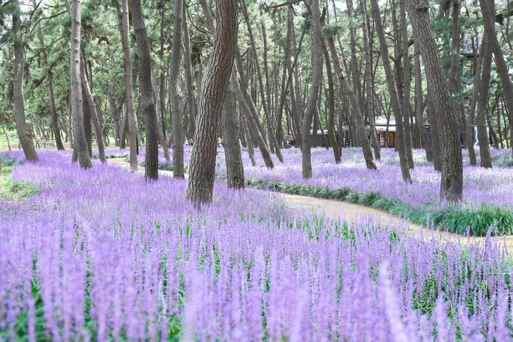 [서천=뉴시스] 서천군 장항 송림자연휴양림에 보랏빛 맥문동이 만발한 모습. (사진=서천군 제공) *재판매 및 DB 금지