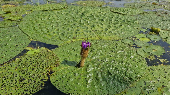 [창녕=뉴시스] 27일 경남 창녕군 우포늪체험장에 가시연꽃이 군락을 이루며 개화를 시작했다. (사진=창녕군시설관리공단 제공) 2025.08.27. photo@newsis.com *재판매 및 DB 금지