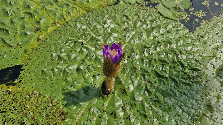[창녕=뉴시스] 27일 경남 창녕군 우포늪체험장에 가시연꽃이 군락을 이루며 개화를 시작했다. (사진=창녕군시설관리공단 제공) 2025.08.27. photo@newsis.com *재판매 및 DB 금지