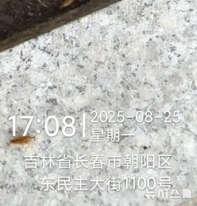 [뉴시스] 여성이 방생한 바퀴벌레가 바닥을 누비는 모습.(홍성신문) 