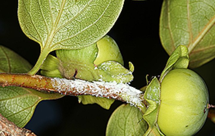 감나무에 미국 선녀벌레가 있는 모습. *재판매 및 DB 금지