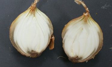 [세종=뉴시스] 농촌진흥청이 9~10월 양파 모종 정식 시기를 앞두고 시들음병 예방을 위한 육묘판 소독과 흙(상토) 방제 처리를 당부했다. 사진은 양파 시들음병으로 인한 갈변이 나타난 모습. (사진 = 농진청 제공) 2025.08.27.&nbsp; *재판매 및 DB 금지