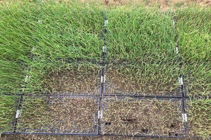 [세종=뉴시스] 양파시들음병이 발생한 육묘판. (사진 = 농촌진흥청 제공) 2025.08.27. *재판매 및 DB 금지