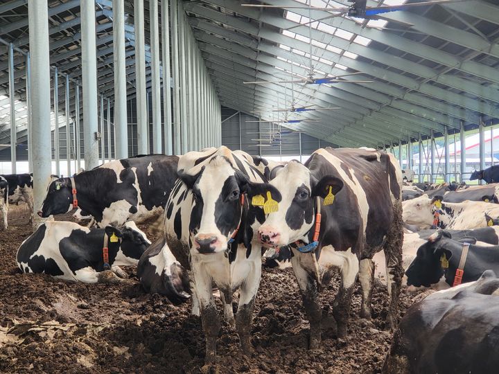 [당진=뉴시스] 충남 당진시 고대면 스마트낙농단지 축사. 27일 오전 소들이 여유롭게 쉬고 있는 모습. (사진=임소현 기자) *재판매 및 DB 금지