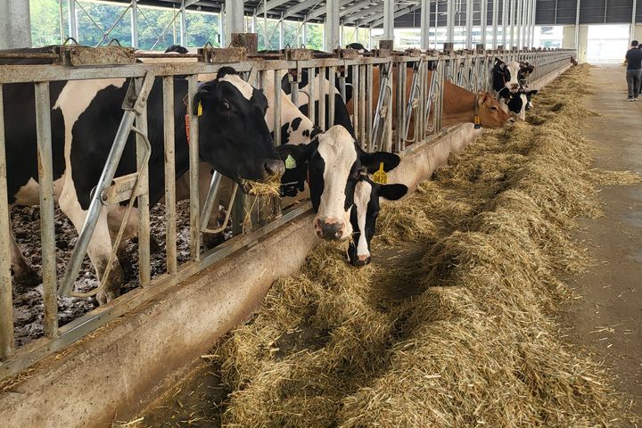 [당진=뉴시스] 충남 당진시 스마트축산단지 축사 모습. 27일 오전 소들이 자원순환농업으로 생산된 TMR 사료를 먹고 있다. (사진=임소현 기자) *재판매 및 DB 금지