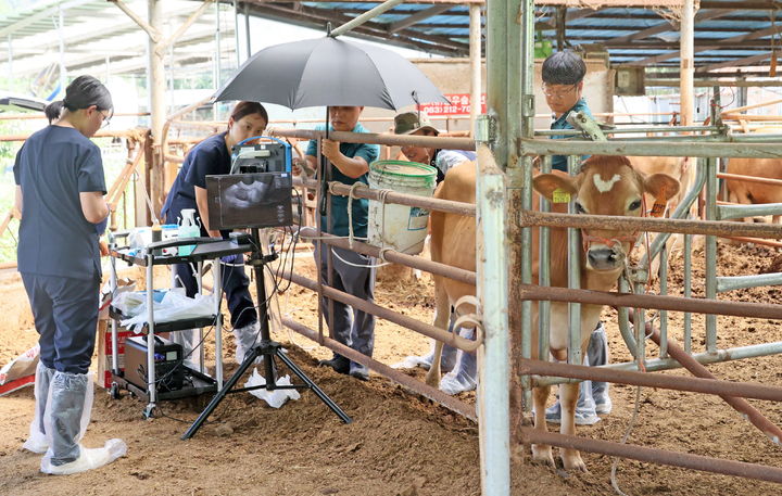 [임실=뉴시스] 임실군 성수면 저지종 젖소 전문 목장에서 저지종 젖소에 '생채난자흡입술'을 활용한 '공란우' 난자 채취가 진행 중이다. *재판매 및 DB 금지